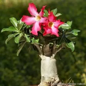 red Hybrid Plant